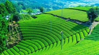 京都宇治の茶畑