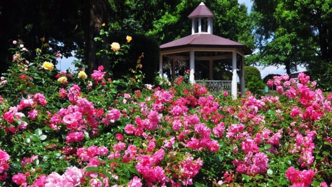 相模原北公園のバラ園