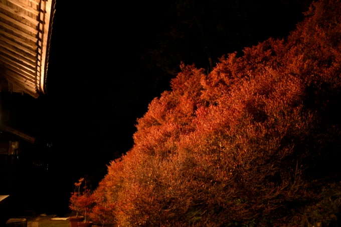但馬安国寺 紅葉