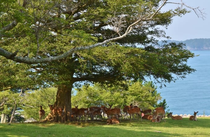 金華山（宮城×春）