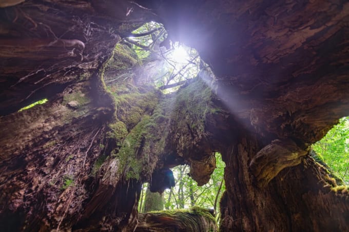白谷雲水峡 二代くぐり杉（屋久島）