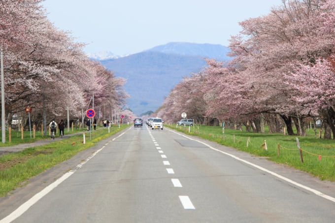 二十間道路の桜並木の歴史を解説！アクセス方法は？ – skyticket 観光ガイド