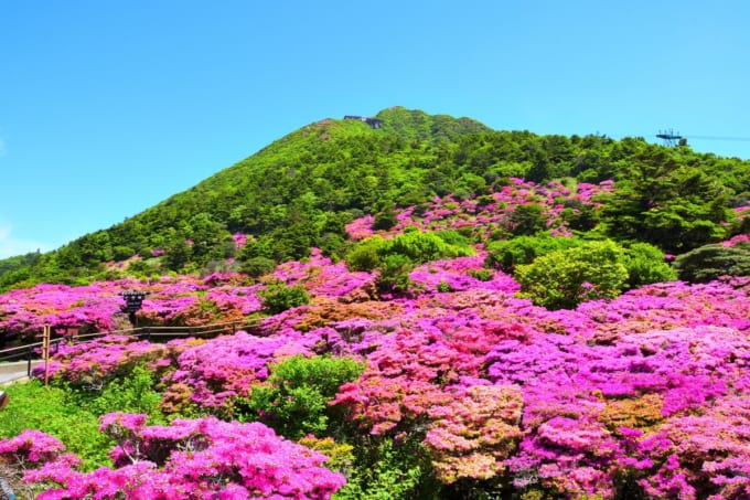 仁田峠のミヤマキリシマ（長崎県雲仙市）