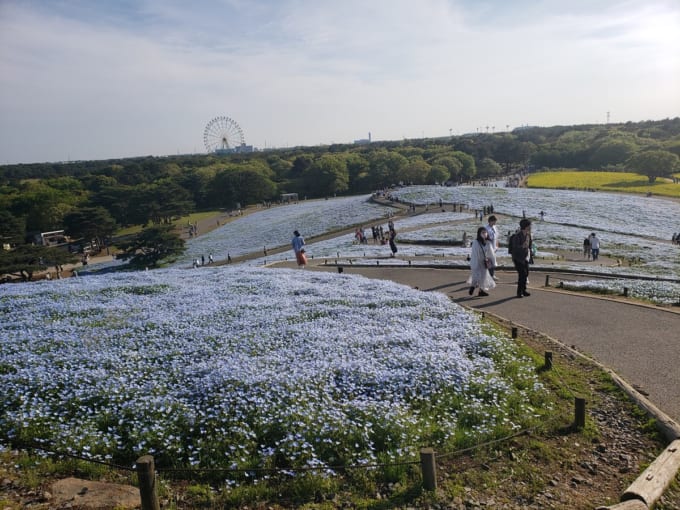 ひたち海浜公園（skyticketスタッフ撮影）