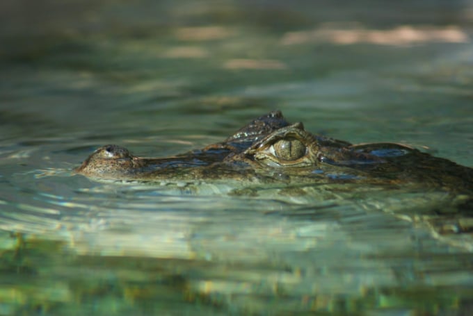 熱川バナナワニ園