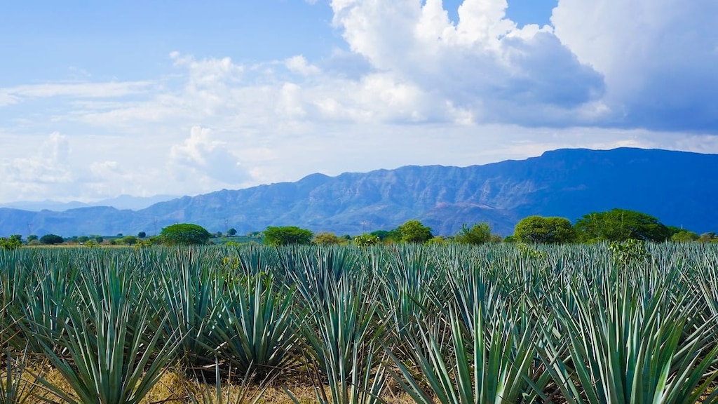 リュウゼツラン景観と古代テキーラ産業施設群【メキシコ世界遺産】