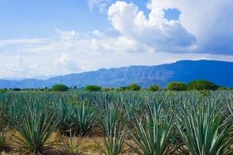 リュウゼツラン景観と古代テキーラ産業施設群（メキシコ世界遺産）
