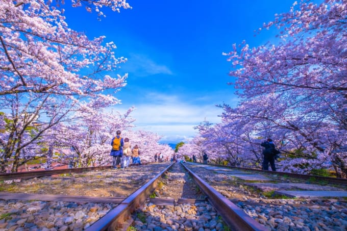 京都　桜満開の蹴上インクライン（春）