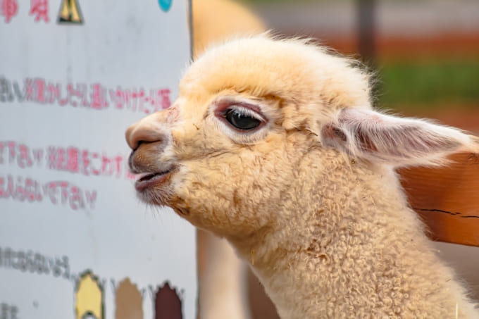 山古志のアルパカ