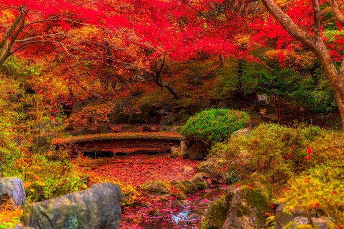 カッコーの森エコーランドの紅葉