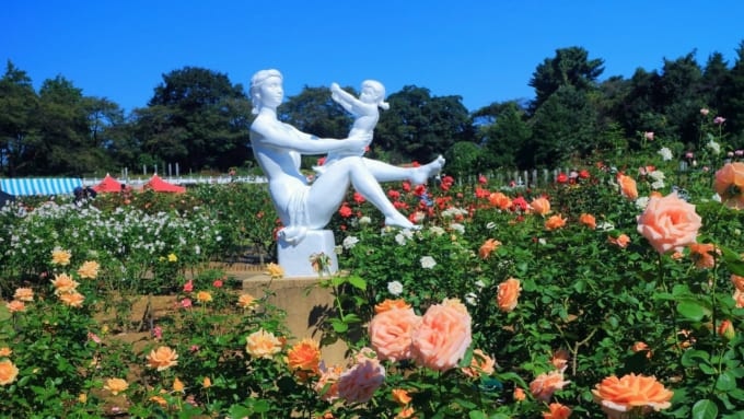 【川崎市】生田緑地　ばら苑