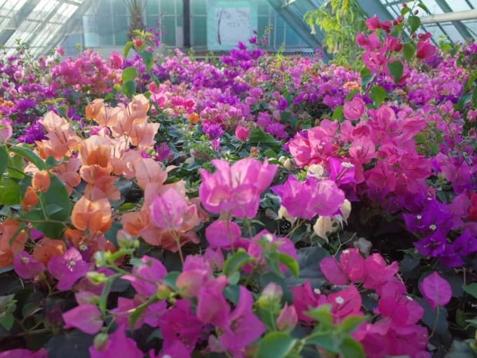 函館市熱帯植物園