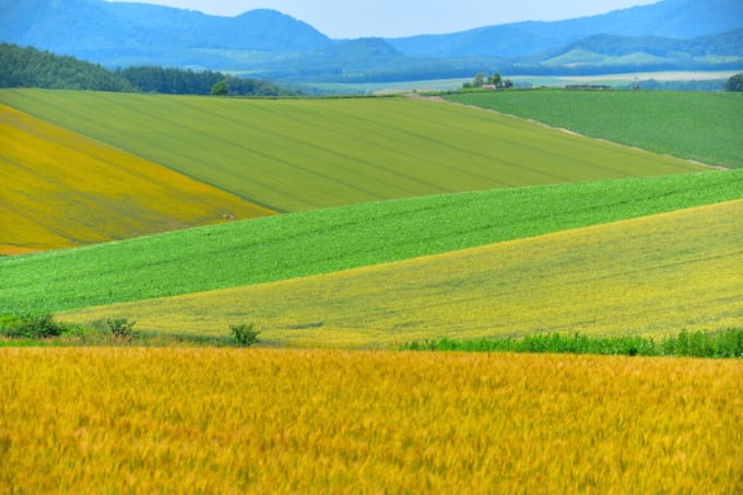 パッチワークの路（北海道美瑛町）