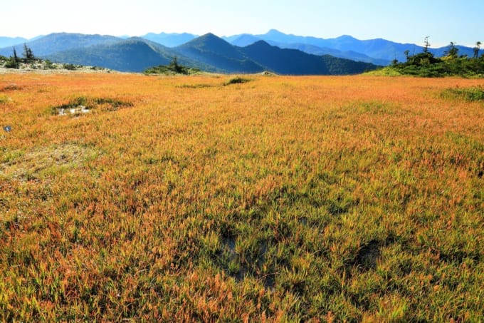 尾瀬　アヤメ平