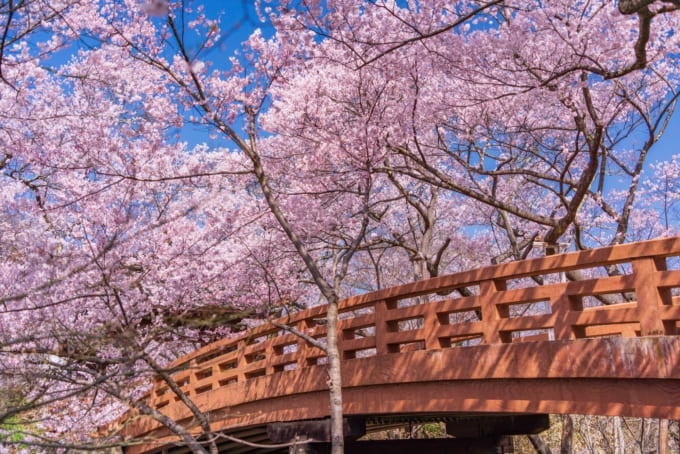 高遠城址公園　満開のコヒガン桜（長野）