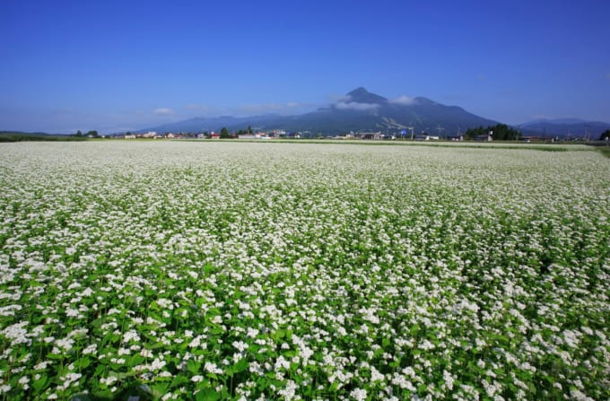猪苗代、磐梯山周辺の蕎麦畑