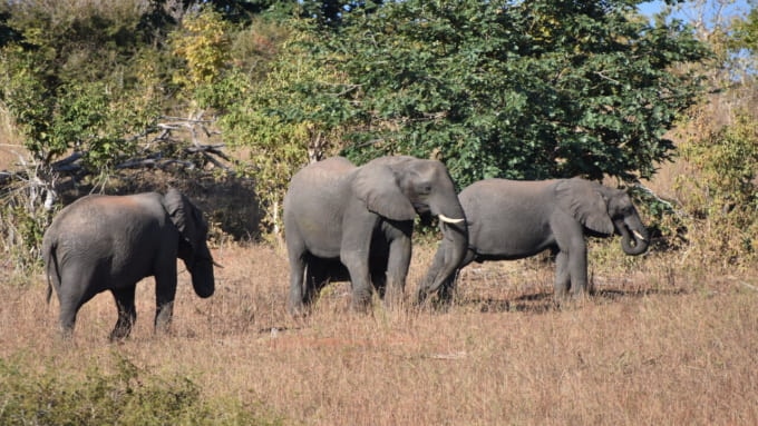 チョベ国立公園 観光