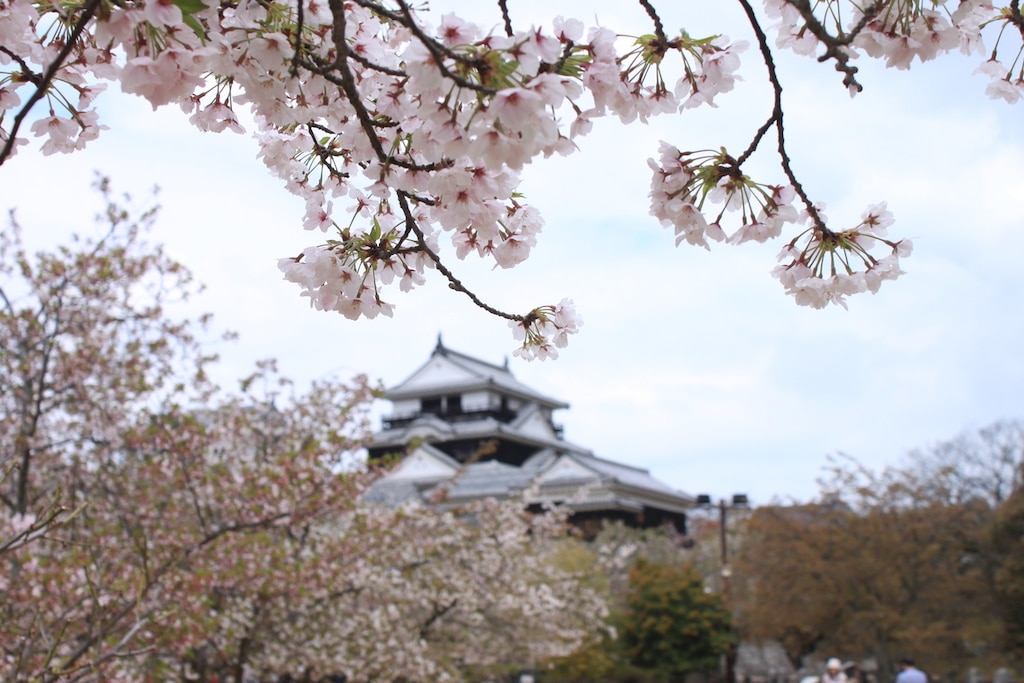 毎年春に必ず訪れたくなっちゃう！愛媛のおすすめ桜の名所7選