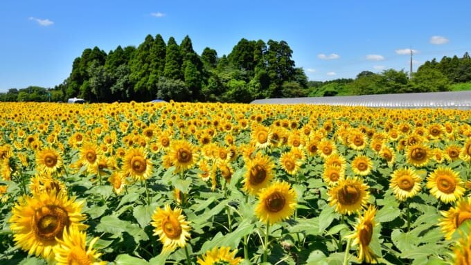 千葉県成田市にある【成田ゆめ牧場】のひまわり