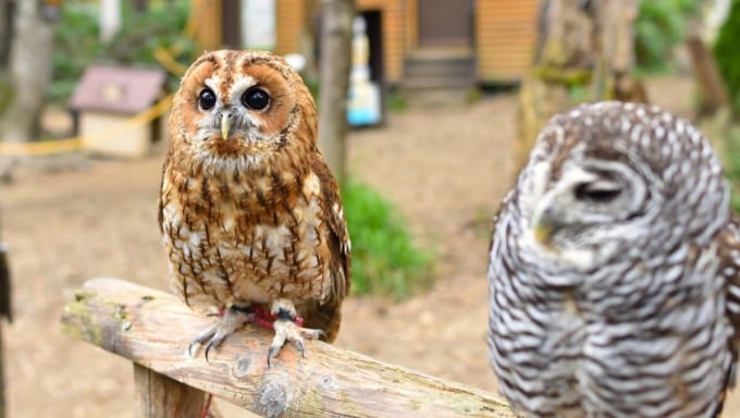 ノースサファリサッポロ（北海道札幌市）