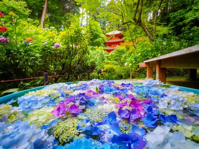 岩船寺（京都 紫陽花）