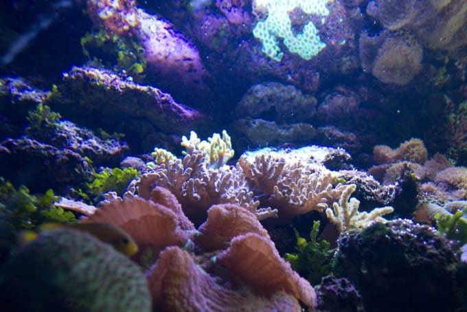 シドニー水族館