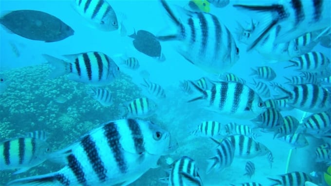 フィッシュアイマリンパーク　海中展望塔