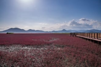 順天湾湿原地帯