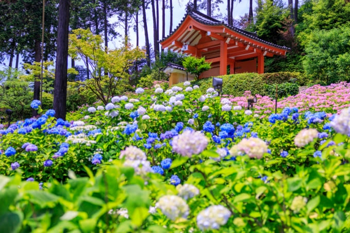 三室戸寺（京都 紫陽花 名所）