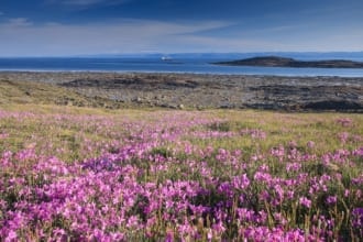 カナダ・ヌナブト準州「ドワーフ ファイアウィード」