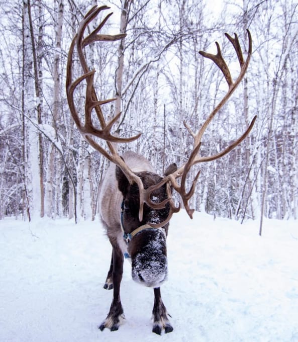 フェアバンクスのトナカイ