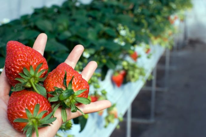 富津　いちご狩り