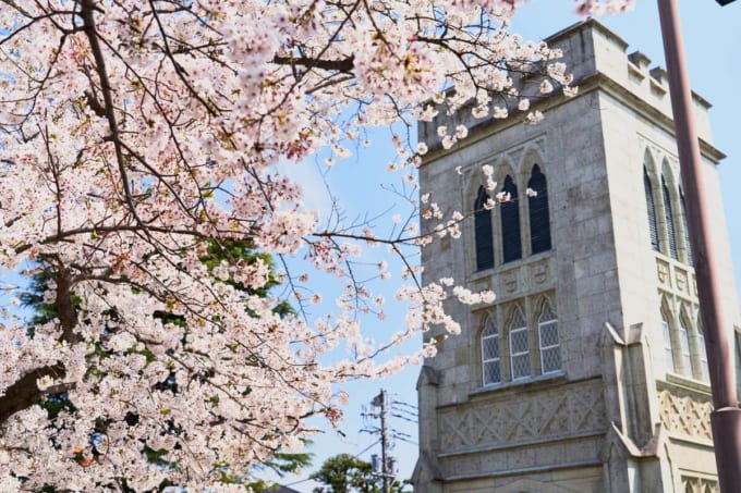横浜山手聖公会と桜