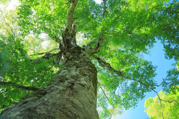 白神山地高倉森 マザーツリー