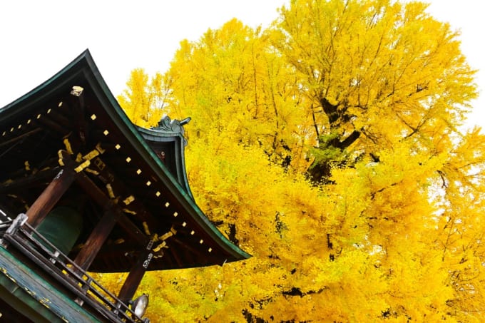 飛騨国分寺の大イチョウ