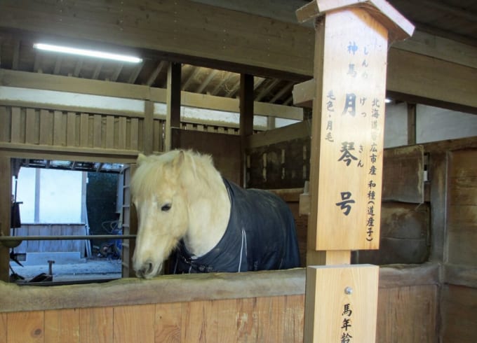 金刀比羅宮　神馬