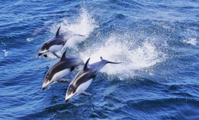 津軽海峡フェリーでイルカウォッチング