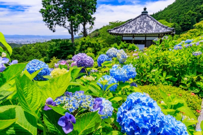 善峯寺の紫陽花（京都市西京区）