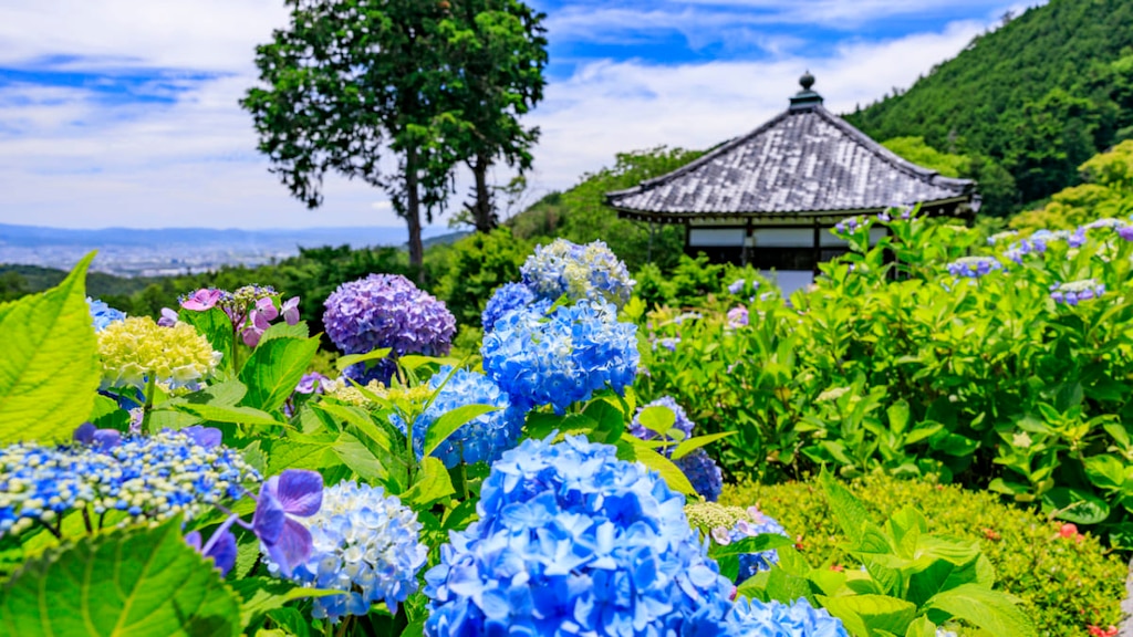 【京都】紫陽花の見頃・開花時期は？インスタ映え抜群のスポットまとめ