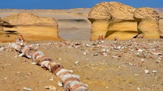 ワディ・アル・ヒタン（エジプト世界遺産）