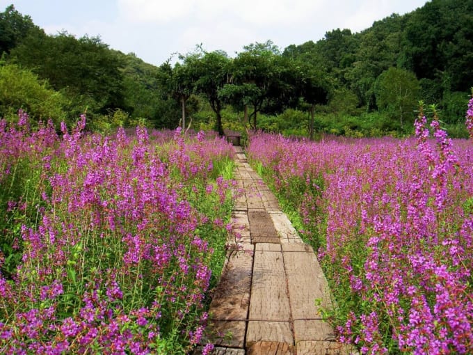 花之江の郷 ミソハギ