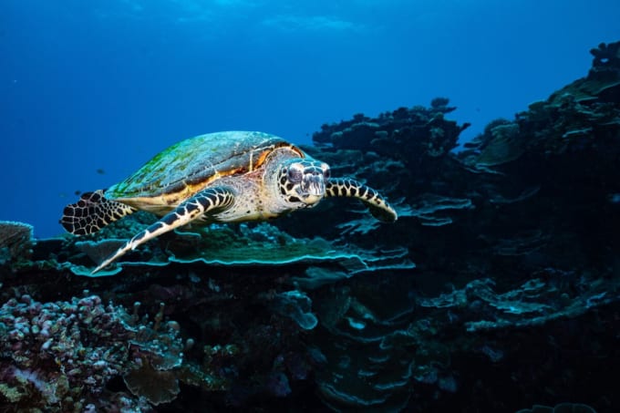 クリスマス島（キリティマティ島）のウミガメ　キリバス