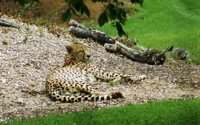 ハミルトン動物園