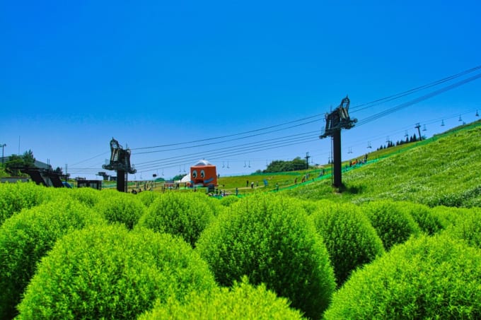 びわこ箱館山 コキアパーク（滋賀県高島市）