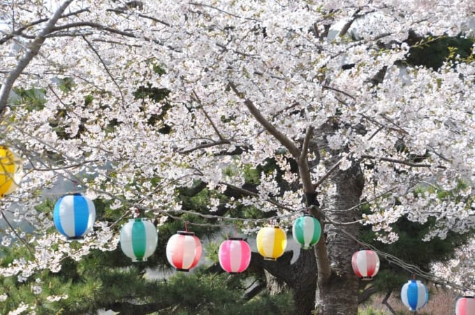 お花見（函館公園の桜）
