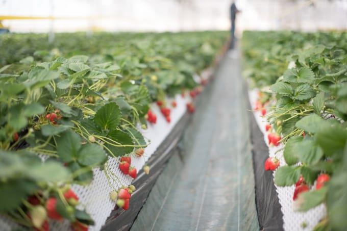 那須高原農園 いちごの森