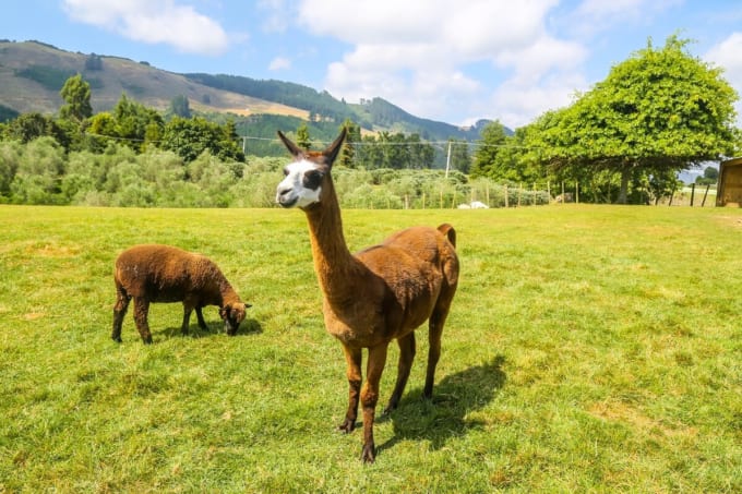 アグロドーム（ロトルア）
