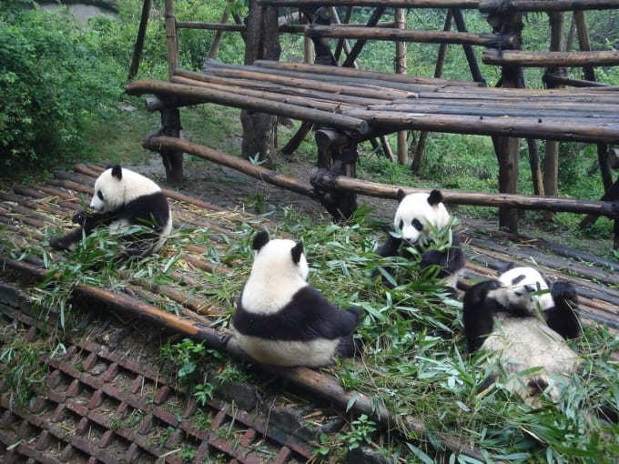 成都ジャイアントパンダ繁殖研究基地