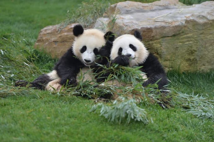 アドベンチャーワールド　パンダラブ