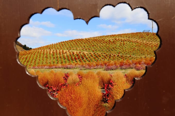 びわこ箱館山 コキアパーク（滋賀県高島市）